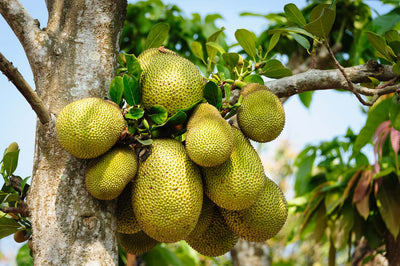 Our Hero Ingredients: Jackfruit